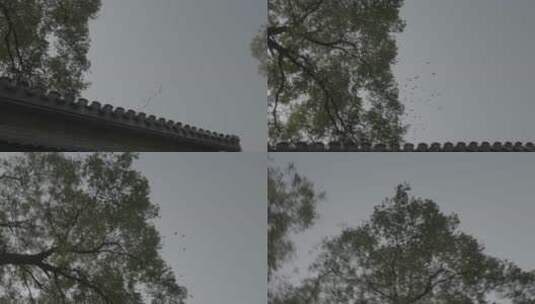 老北京鸽子 鸽子空镜高清在线视频素材下载