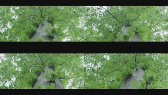 大树树叶近景特写高清在线视频素材下载
