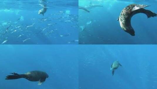 海洋 海洋动物高清在线视频素材下载