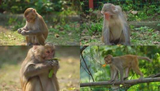 龙虎山猴子吃东西猕猴恒河猴高清在线视频素材下载
