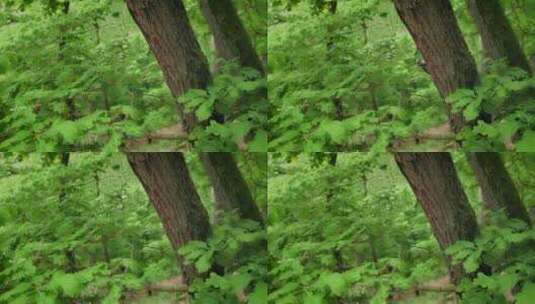 绿色森林 附带环境音高清在线视频素材下载