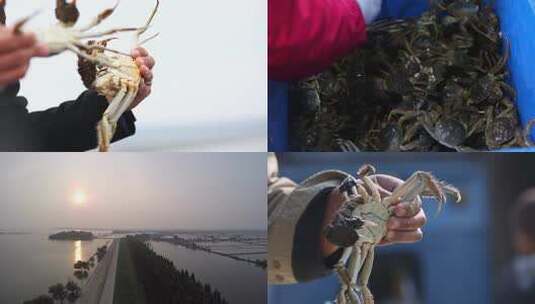 大闸蟹螃蟹养殖高清在线视频素材下载