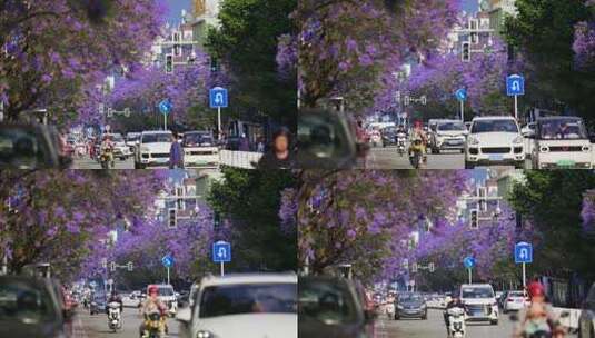蓝花楹盛开的城市街道高清在线视频素材下载