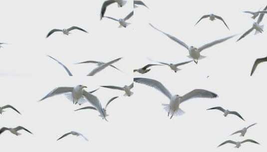 海上飞翔的海鸥慢动作高清在线视频素材下载