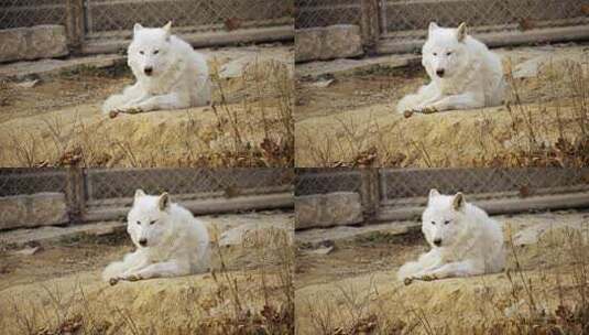 动物园北极狼高清在线视频素材下载
