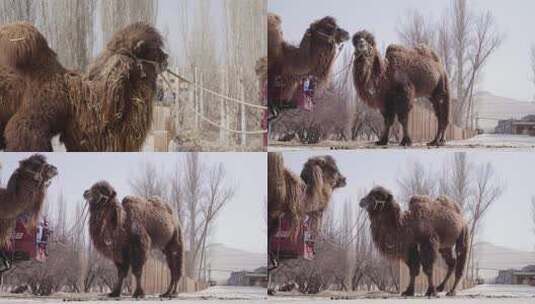 家养骆驼高清在线视频素材下载