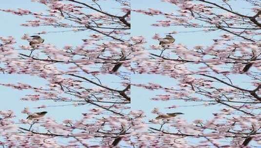 春天，鸟语花香高清在线视频素材下载