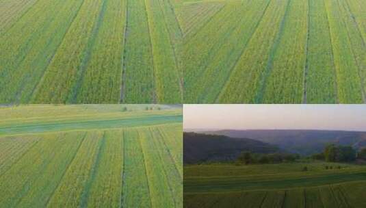 农田。绿色。日出  小麦高清在线视频素材下载