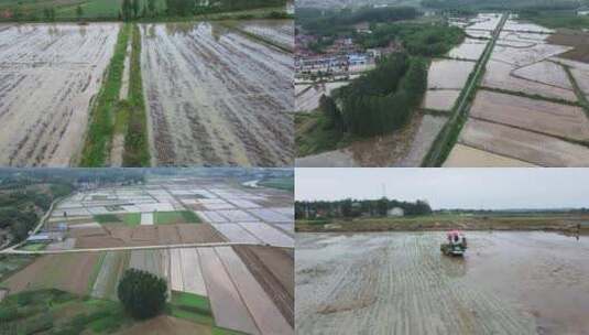 水稻 插秧田高清在线视频素材下载