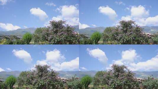 蓝天白云云朵大树鲜花开花云南大理花园高清在线视频素材下载