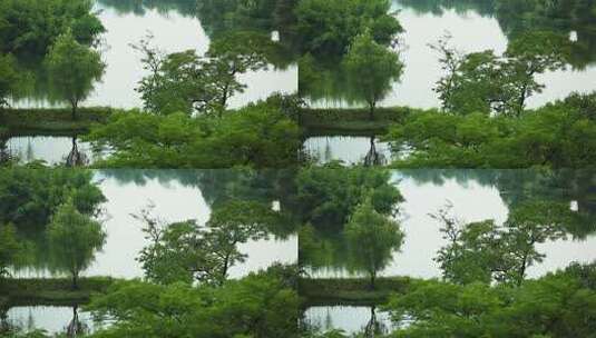 l1杭州西溪生态景观高清在线视频素材下载