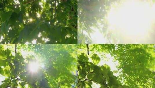 夏日阳光穿过树叶逆光高清在线视频素材下载