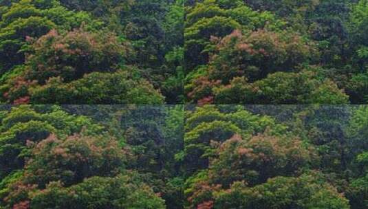 森林树木暴雨下雨高清在线视频素材下载