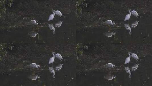 江南湿地白鹭成群栖息空镜高清在线视频素材下载