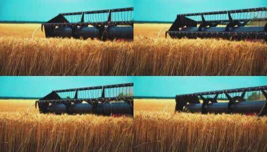 金黄成熟的麦田被收割机收割农业粮食小麦高清在线视频素材下载