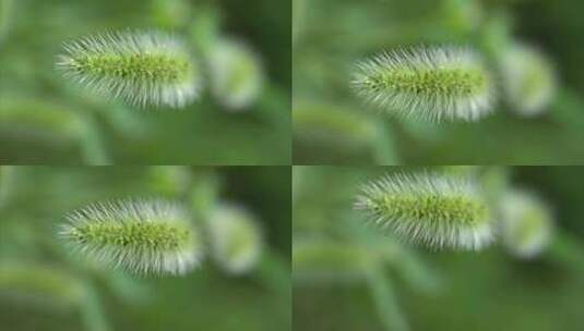 植物昆虫微距摄影实拍高清在线视频素材下载