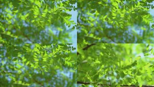 阳光绿叶树叶清新绿色高清在线视频素材下载