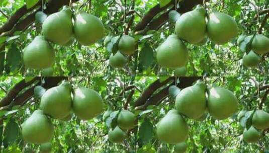 实拍树上生长的柚子高清在线视频素材下载