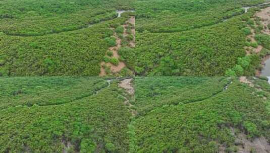 4k湛江乐民港红树林滩涂湿地保护区航拍高清在线视频素材下载