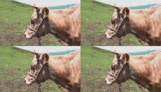 大草原上吃草的牛高清在线视频素材下载