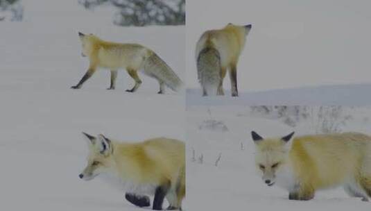 雪地觅食的狐狸高清在线视频素材下载