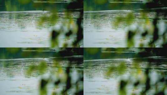 河滩 湿地 植被 河流 沼泽地 野鸭 4K 2高清在线视频素材下载