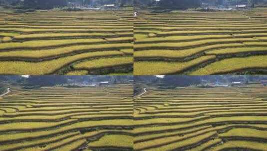金黄稻田梯田农业种植航拍高清在线视频素材下载
