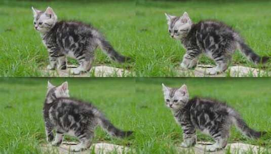 可爱的美国短发小猫在公园里看高清在线视频素材下载