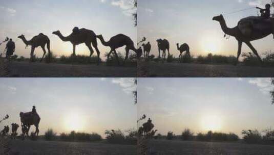 骆驼美太阳自然高清在线视频素材下载