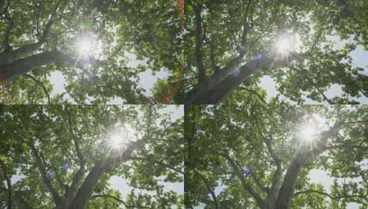 夏天森林明媚阳光刺眼星芒高清在线视频素材下载