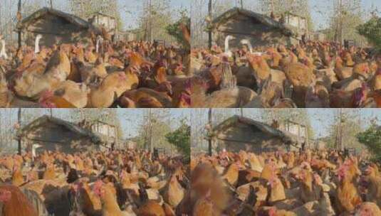 农村养鸡场鸡鸭鹅鸡飞狗跳高清在线视频素材下载