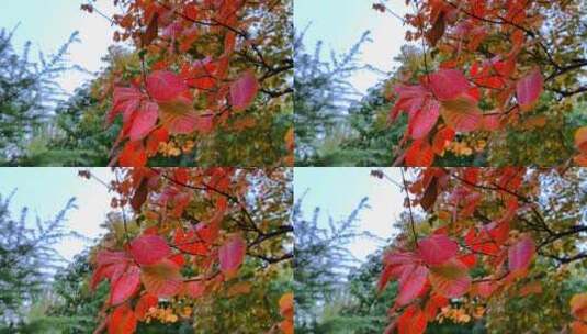 秋天阳光下的红叶随风飘动高清在线视频素材下载