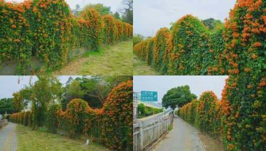 炮仗花爬山虎围墙植物墙绿叶墙高清在线视频素材下载