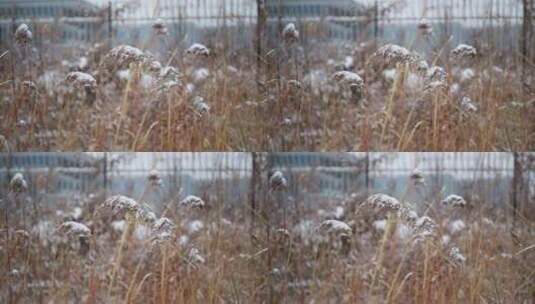 冬季雪花飘落到植物上的雪景高清在线视频素材下载