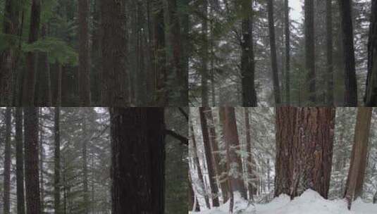 丛林原始森林下雪升格高清在线视频素材下载