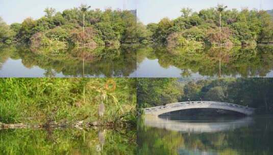 深圳东湖公园水倒影植物高清在线视频素材下载