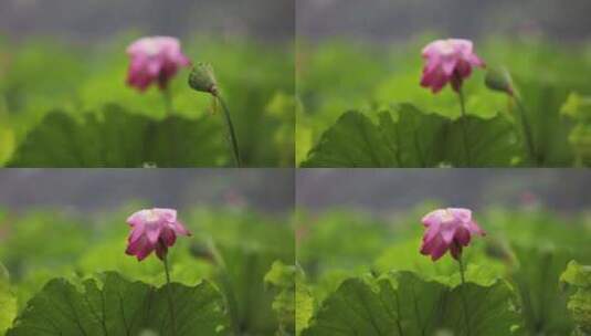 （慢镜）杭州西湖下雨天的荷花高清在线视频素材下载