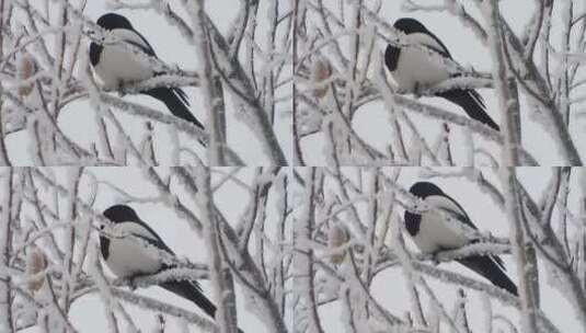 站在雪白树枝上的小鸟高清在线视频素材下载