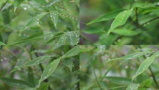 雨中竹叶  水滴高清在线视频素材下载