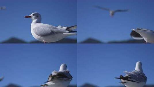 站在栏杆上休息的海鸥特写高清在线视频素材下载