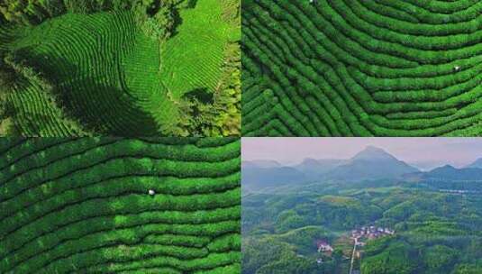 高山茶园高清在线视频素材下载