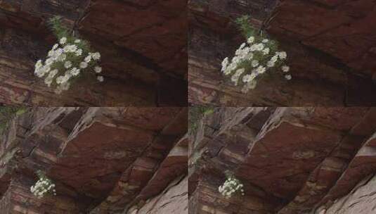 悬崖绝壁上盛开的太行菊【套组素材】09高清在线视频素材下载