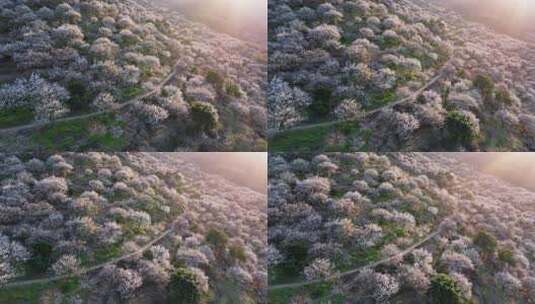 航拍福州永泰青梅花（葛岭万石村）31高清在线视频素材下载