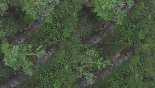 西双版纳勐腊县勐远仙境热带雨林溪流高清在线视频素材下载