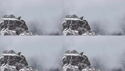 云雾缭绕的雪山景色 安徽黄山 怪石高清在线视频素材下载