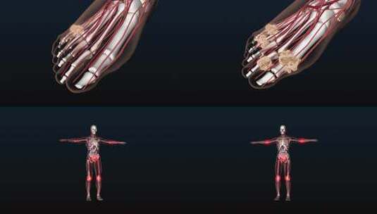 膝盖关节疼痛头颈腰椎人体骨骼3D动画高清在线视频素材下载