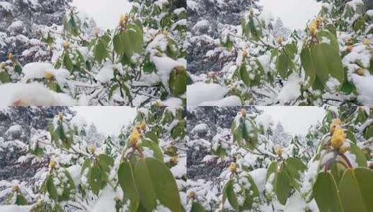 春天来了：枝头积雪的杜鹃花绿植景象高清在线视频素材下载