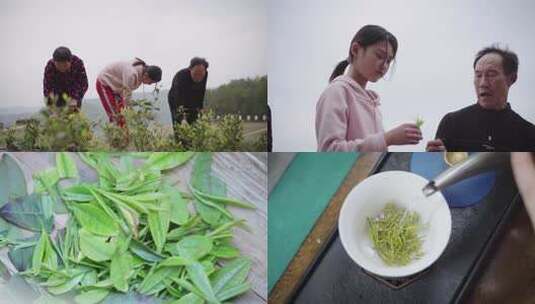 采茶与茶叶冲泡过程高清在线视频素材下载
