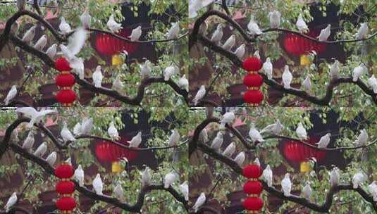 杭州法喜寺下雨天栖息在树枝上的鸽子高清在线视频素材下载
