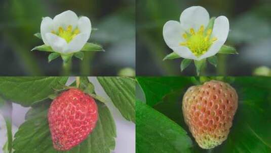 有机草莓高清在线视频素材下载